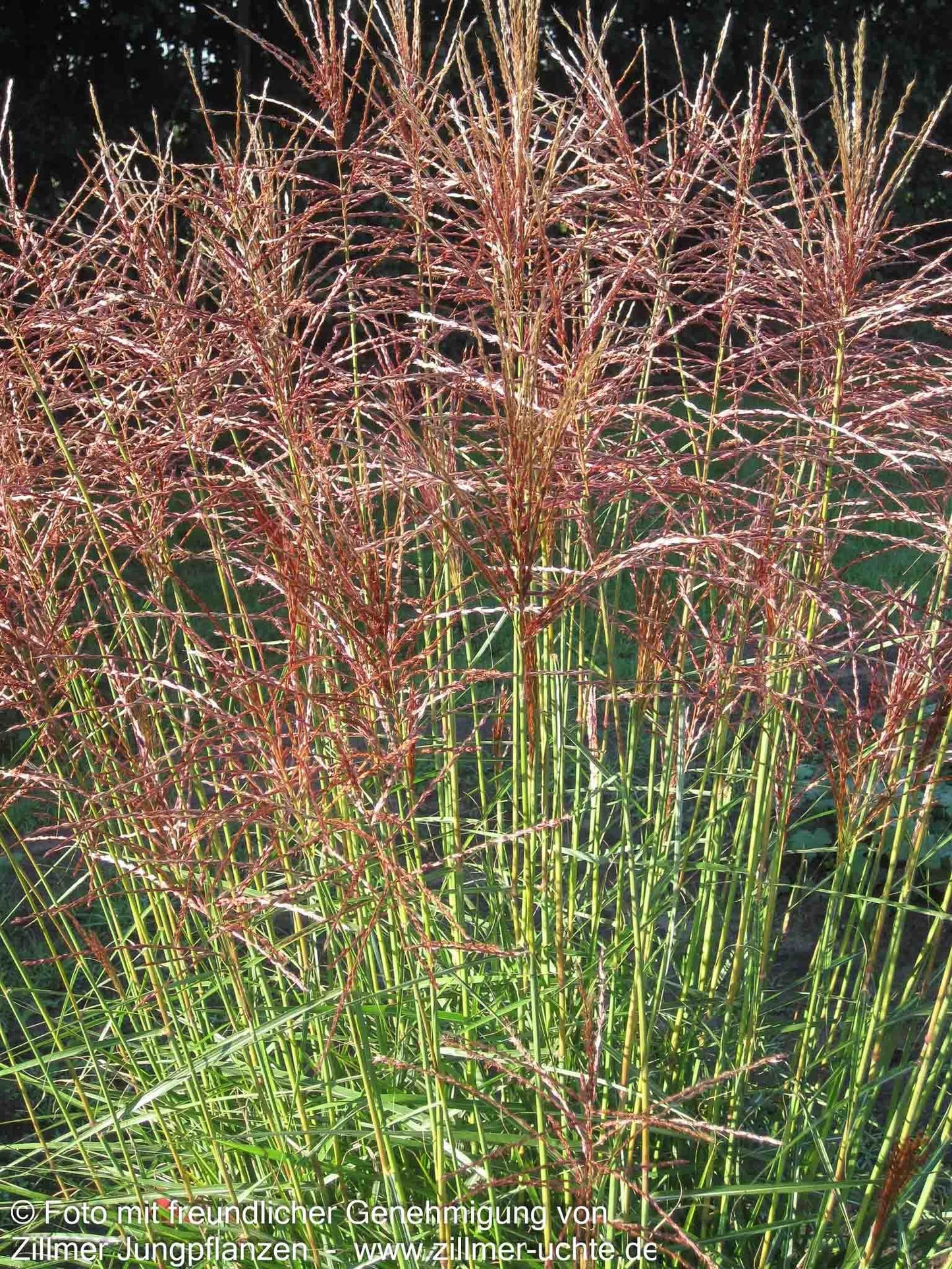 Chinaschilf 'Nippon' (Miscanthus sinensis)