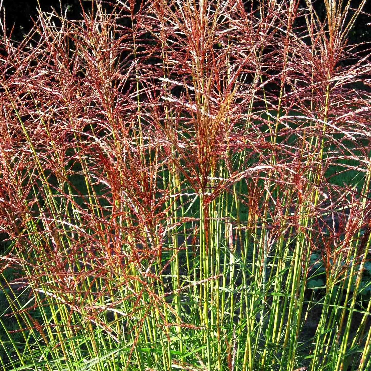 Chinaschilf 'Nippon' (Miscanthus sinensis)