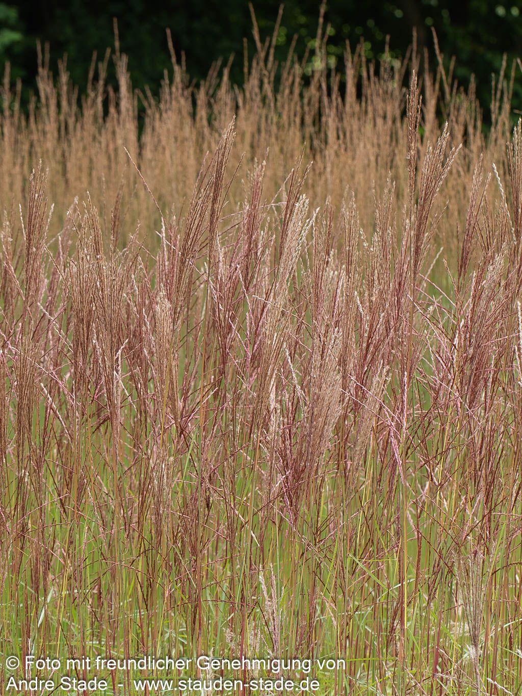 Chinaschilf 'Nippon' (Miscanthus sinensis)