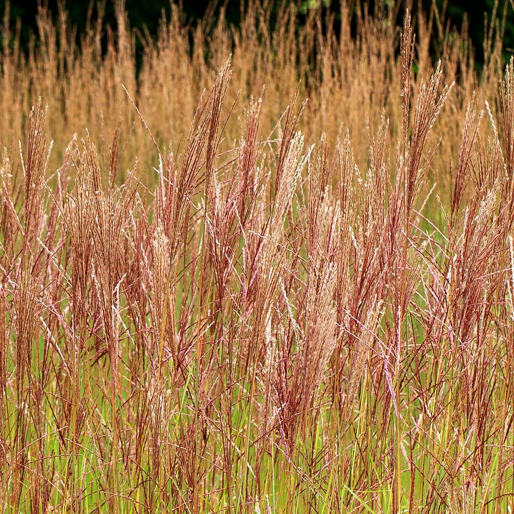 Chinaschilf 'Nippon' (Miscanthus sinensis)
