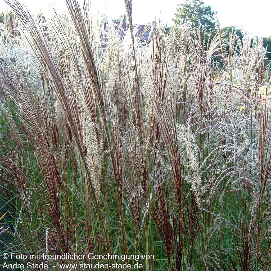 Chinaschilf 'Nippon' (Miscanthus sinensis)