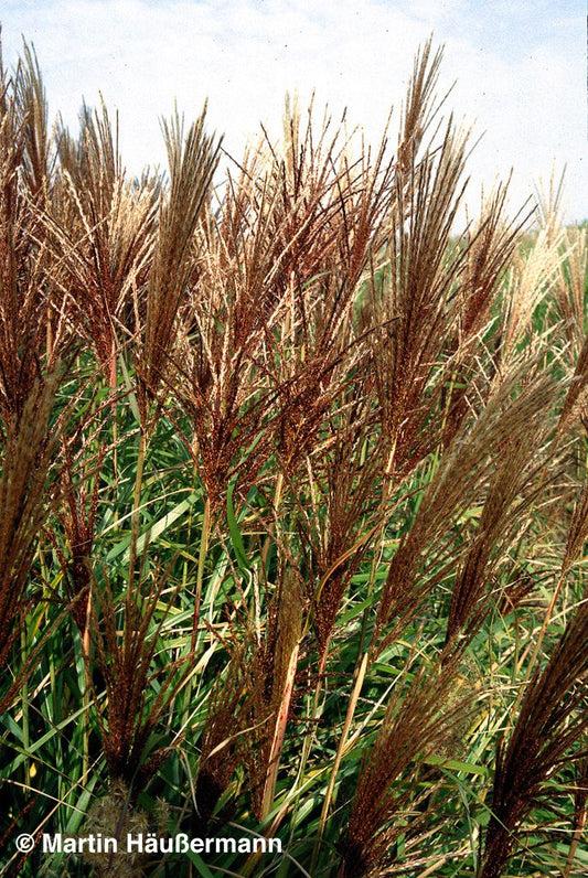 Chinaschilf 'Rotsilber' (Miscanthus sinensis)