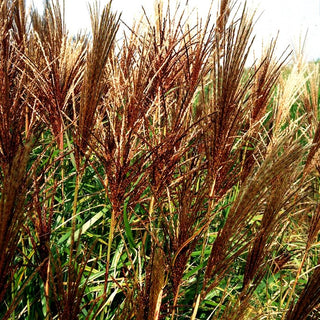 Chinaschilf 'Rotsilber' (Miscanthus sinensis)