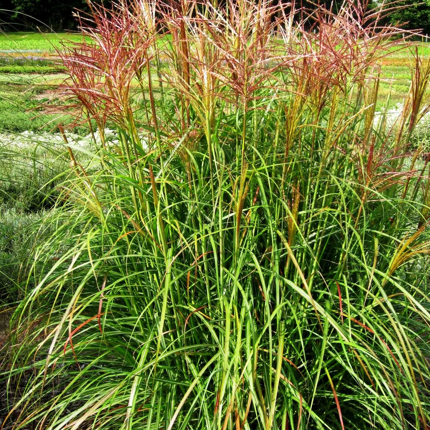 Chinaschilf 'Rotsilber' (Miscanthus sinensis)