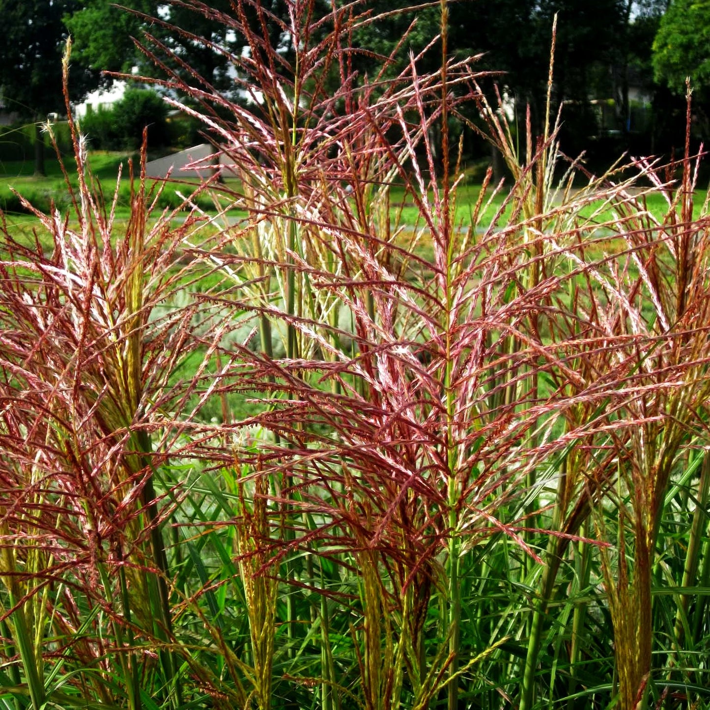 Chinaschilf 'Rotsilber' (Miscanthus sinensis)