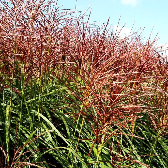 Chinaschilf 'Rotsilber' (Miscanthus sinensis)