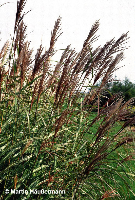 Chinaschilf 'Silberfeder' (Miscanthus sinensis)