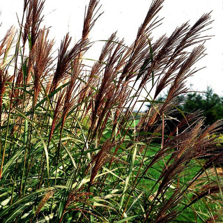 Chinaschilf 'Silberfeder' (Miscanthus sinensis)