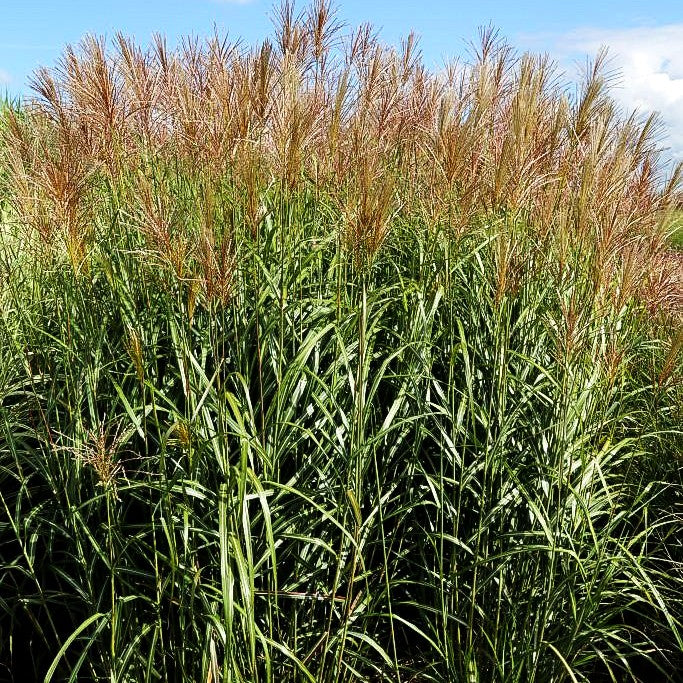 Chinaschilf 'Silberfeder' (Miscanthus sinensis)