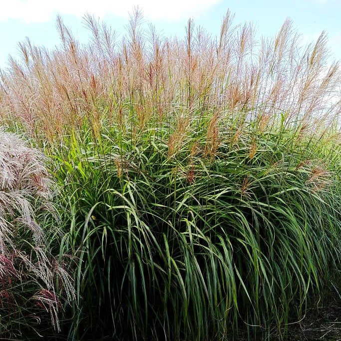 Chinaschilf 'Silberfeder' (Miscanthus sinensis)