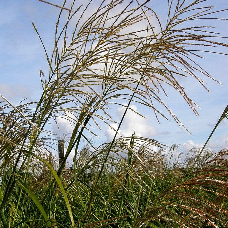 Chinaschilf 'Silberfeder' (Miscanthus sinensis)