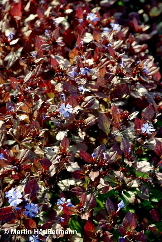 Chinesische Bleiwurz (Ceratostigma plumbaginoides)
