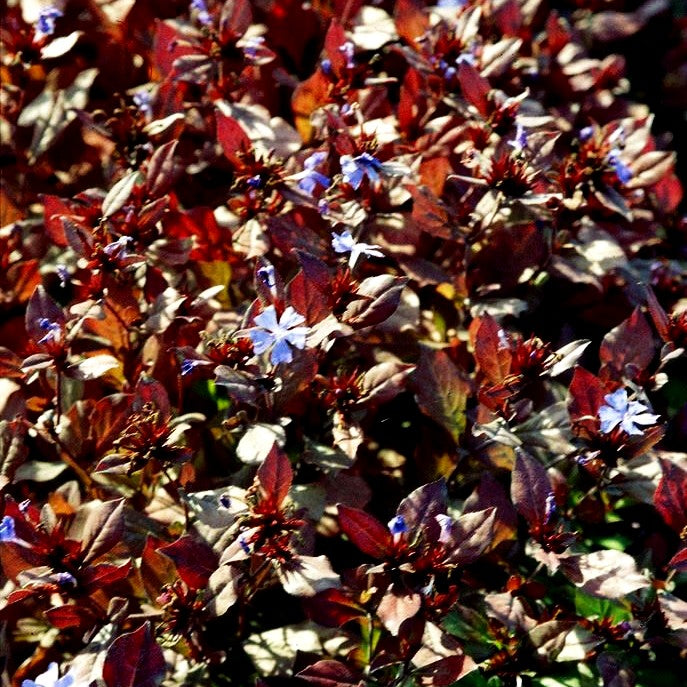 Chinesische Bleiwurz (Ceratostigma plumbaginoides)