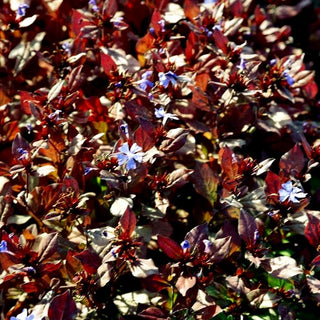 Chinesische Bleiwurz (Ceratostigma plumbaginoides)