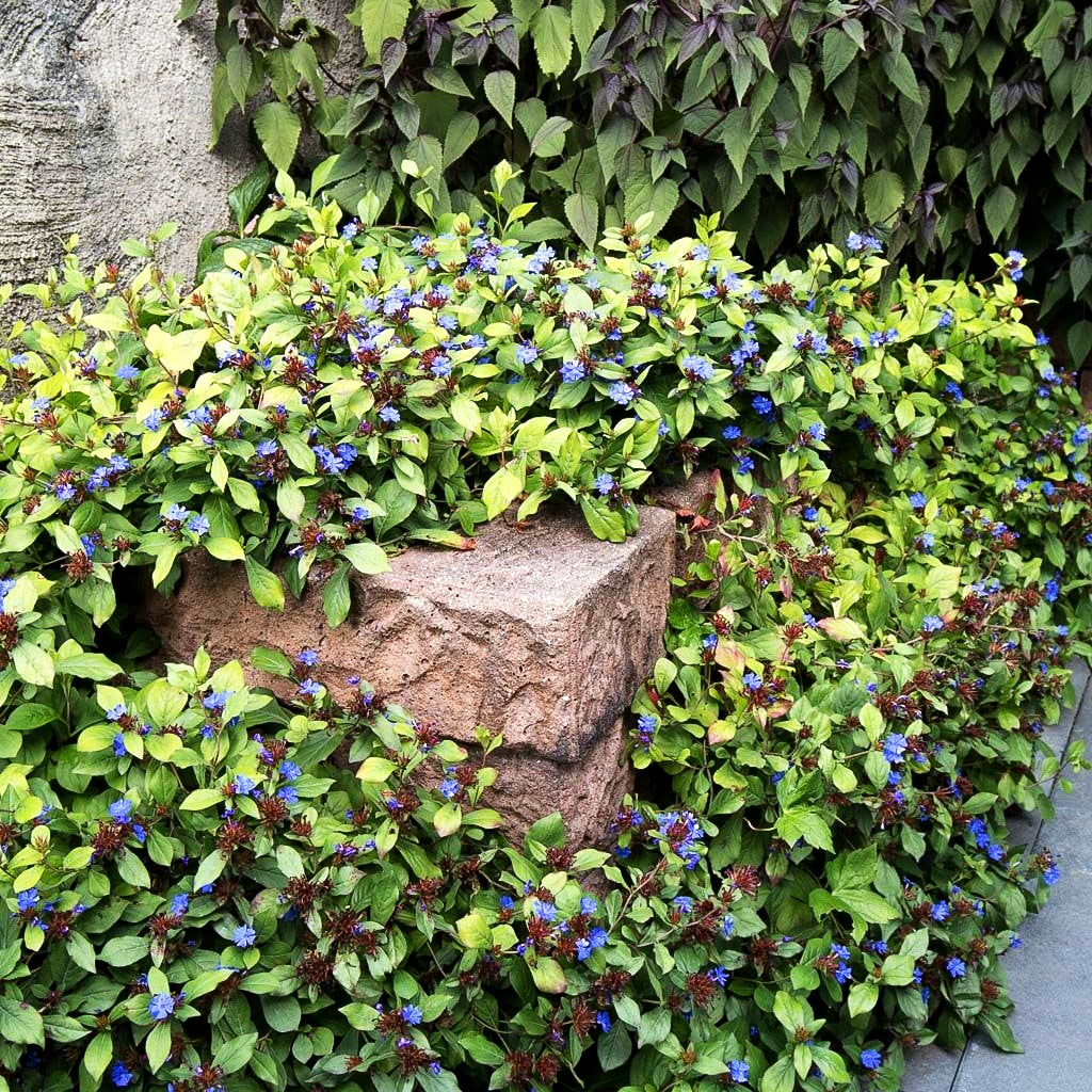 Chinesische Bleiwurz (Ceratostigma plumbaginoides)