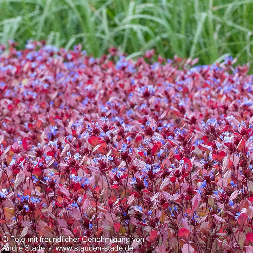 Chinesische Bleiwurz (Ceratostigma plumbaginoides)