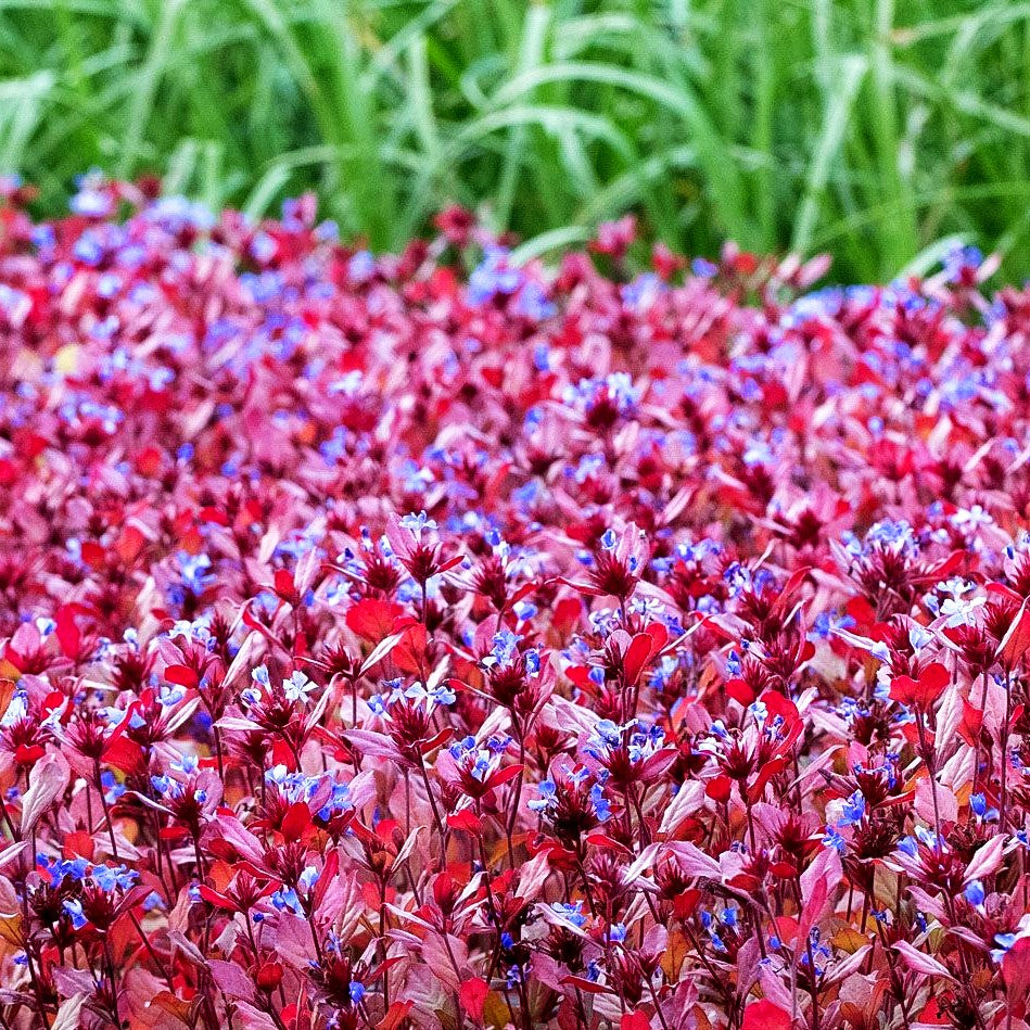 Chinesische Bleiwurz (Ceratostigma plumbaginoides)