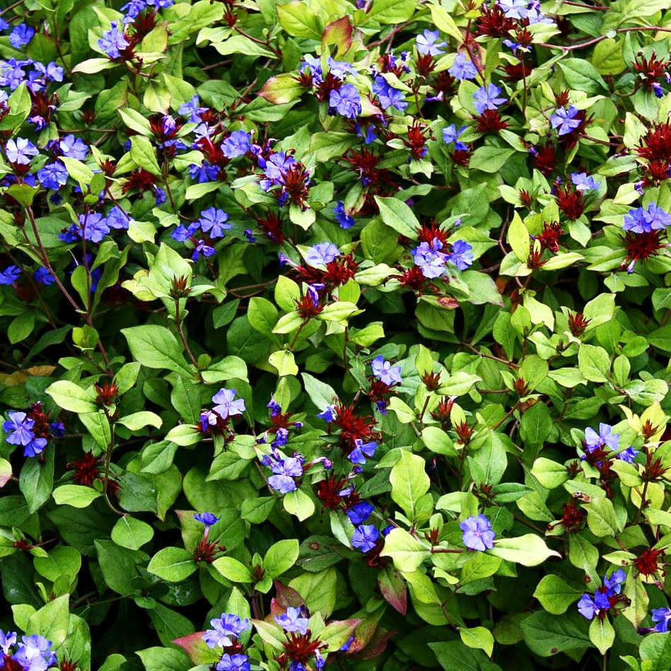 Chinesische Bleiwurz (Ceratostigma plumbaginoides)