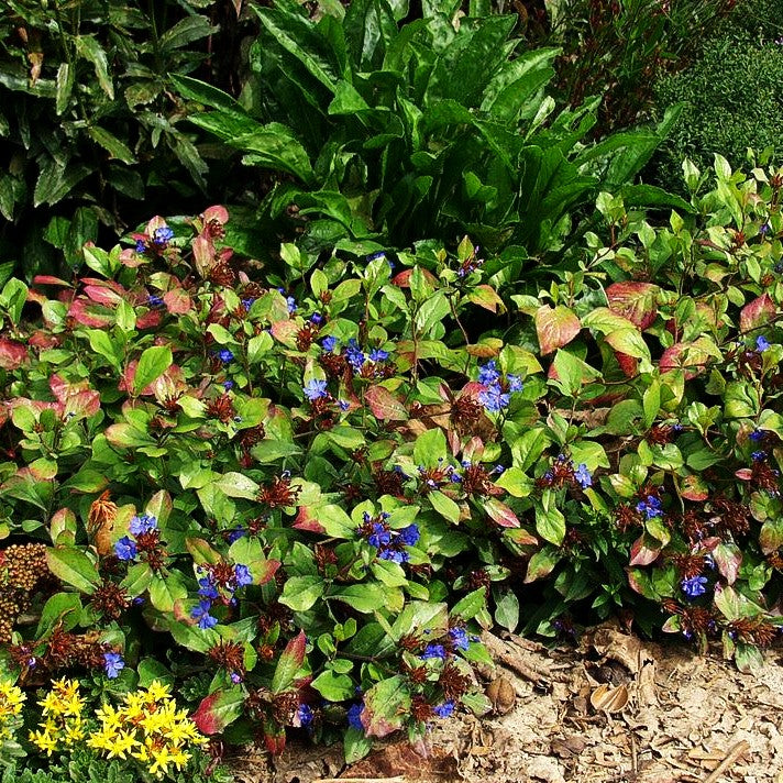 Chinesische Bleiwurz (Ceratostigma plumbaginoides)