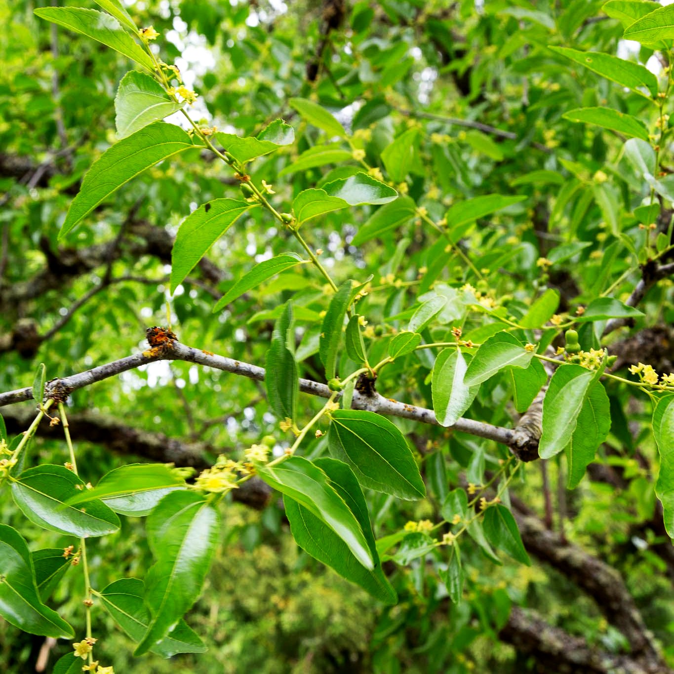 Chinesische Dattel (Ziziphus jujuba)