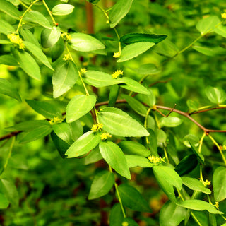 Chinesische Dattel (Ziziphus jujuba)