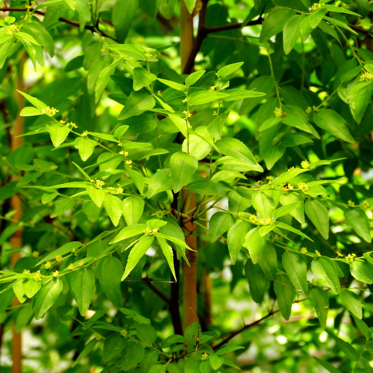 Chinesische Dattel (Ziziphus jujuba)