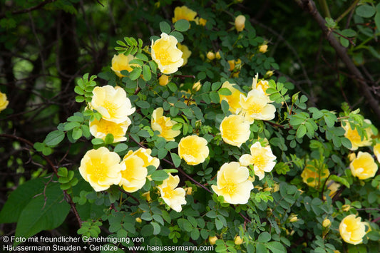 Chinesische Goldrose (Rosa hugonis STR IV)