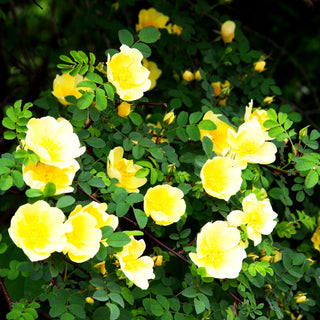Chinesische Goldrose (Rosa hugonis STR IV)