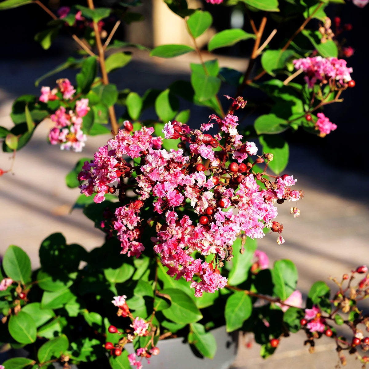 Chinesische Kräuselmyrte 'Berlingot Menthe' (Lagerstroemia indica)