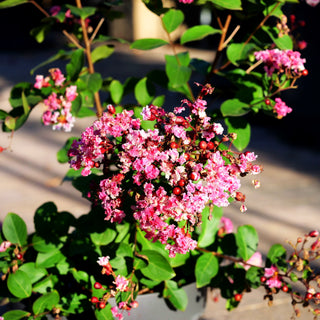 Chinesische Kräuselmyrte 'Berlington Menthe' (Lagerstroemia indica)