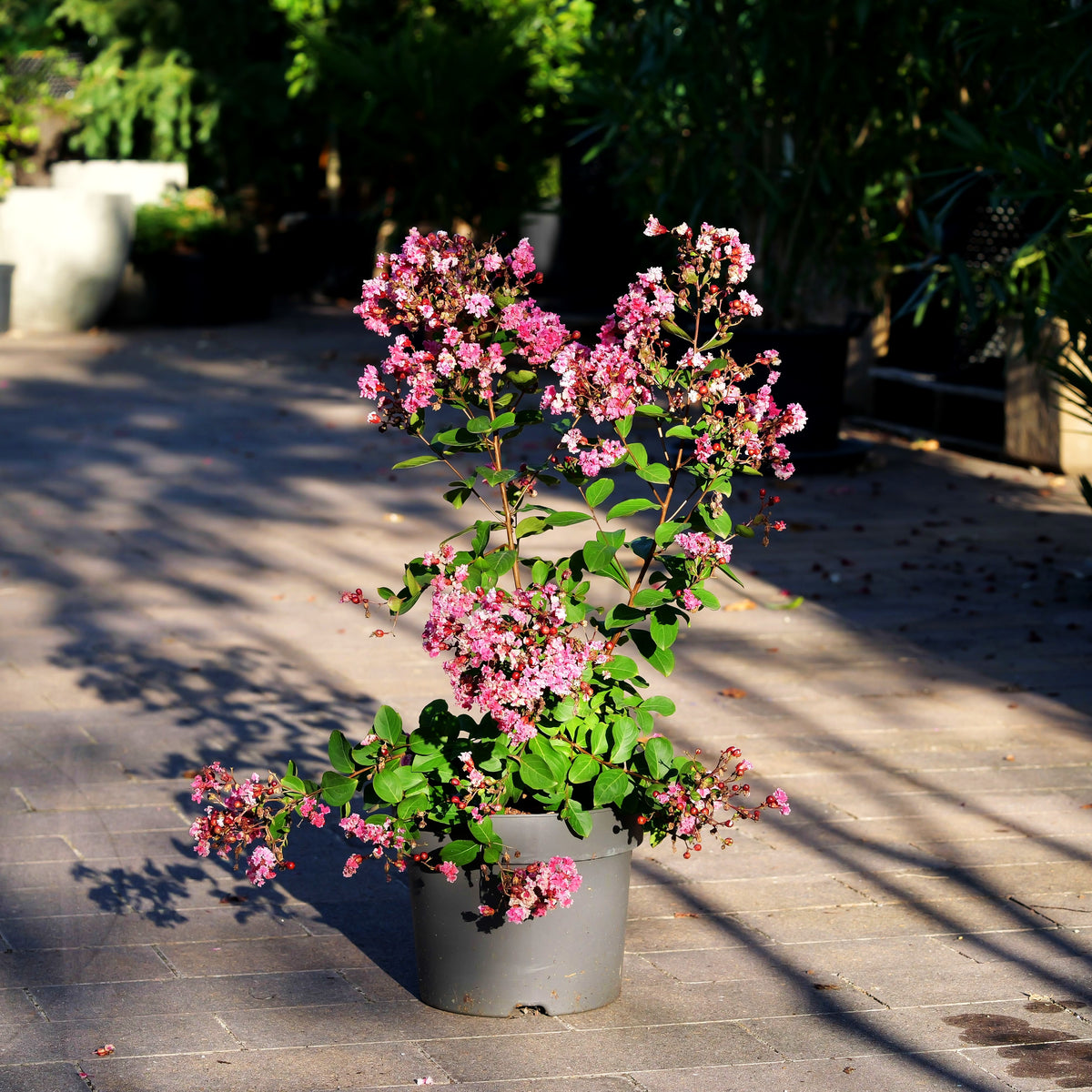 Chinesische Kräuselmyrte 'Berlingot Menthe' (Lagerstroemia indica)