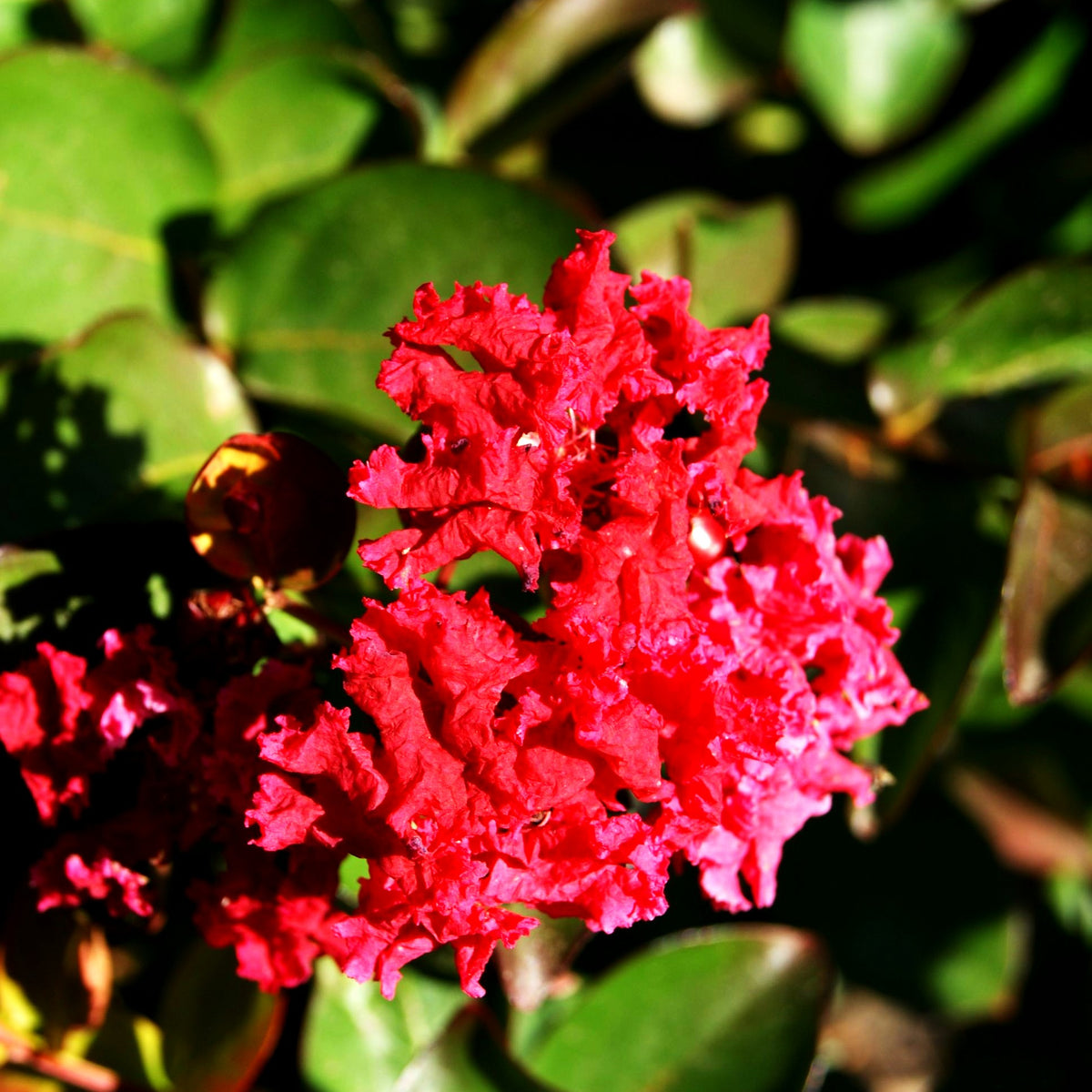 Chinesische Kräuselmyrte 'Dynamite' (Lagerstroemia indica)
