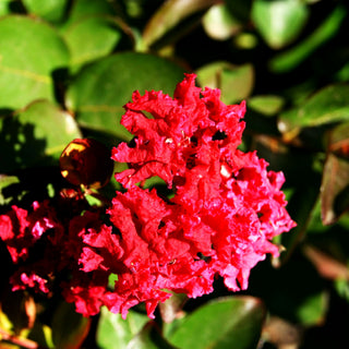 Chinesische Kräuselmyrte 'Dynamite' (Lagerstroemia indica)
