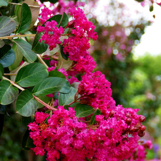 Chinesische Kräuselmyrte 'Fuchsia d´Ete' (Lagerstroemia indica)