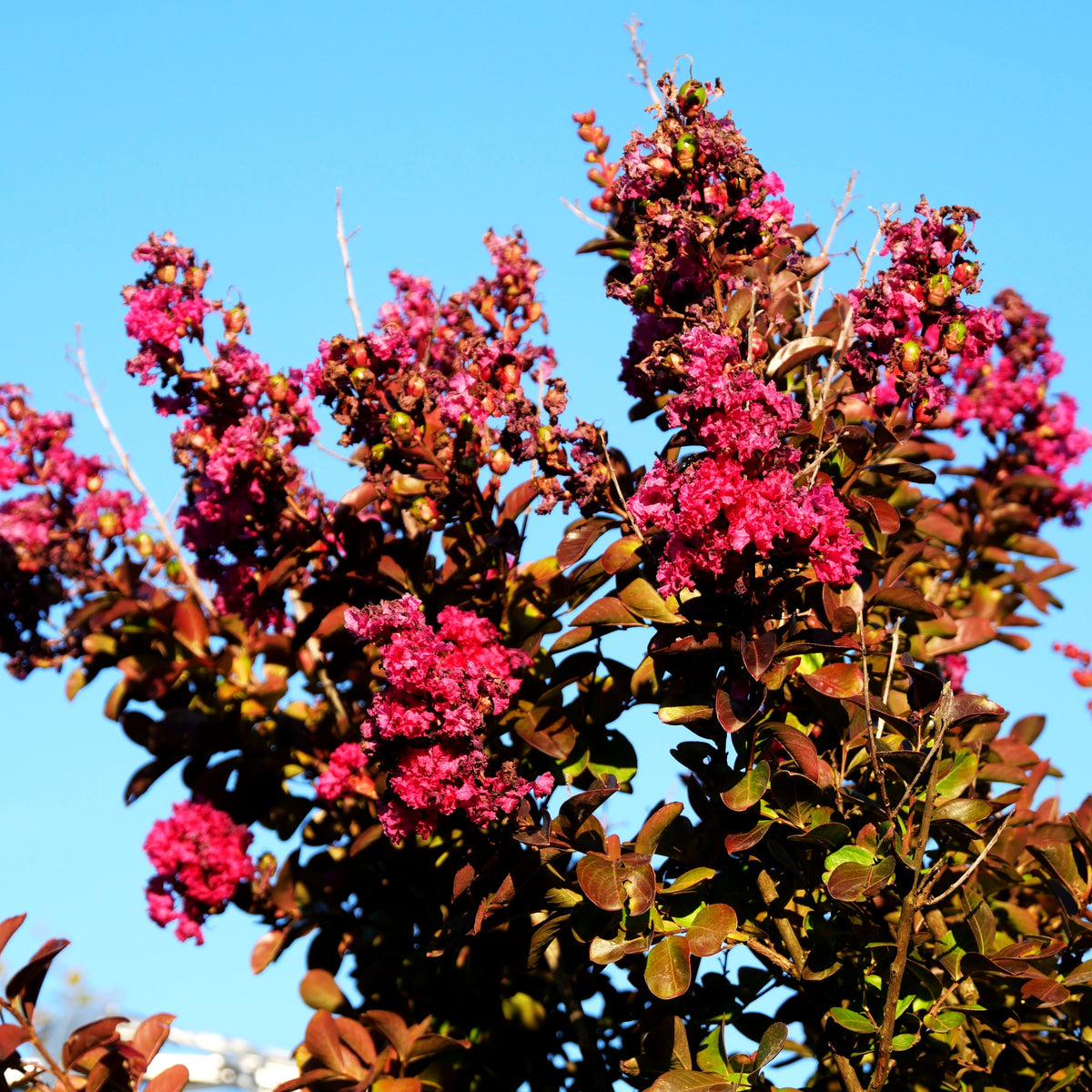 Chinesische Kräuselmyrte 'Fuchsia d´Ete' (Lagerstroemia indica)