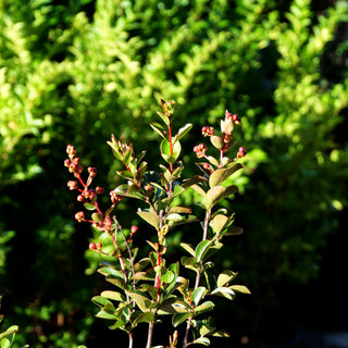 Chinesische Kräuselmyrte 'Hopi' (Lagerstroemia indica)