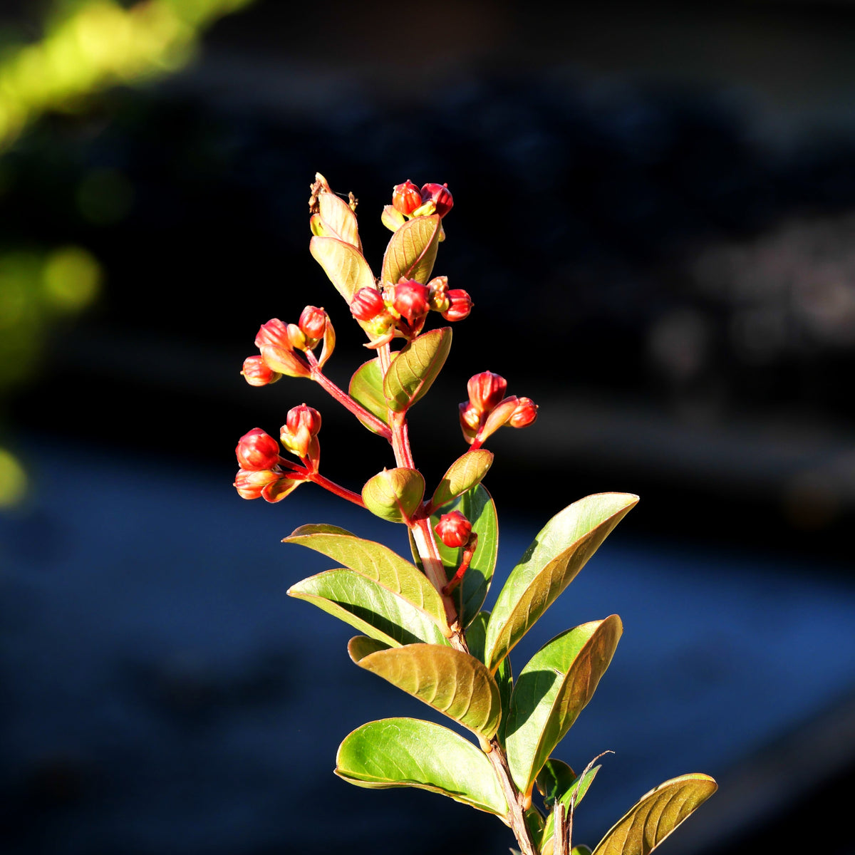 Chinesische Kräuselmyrte 'Hopi' (Lagerstroemia indica)