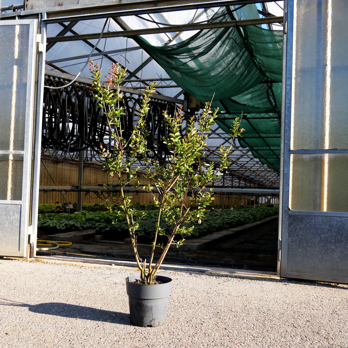 Chinesische Kräuselmyrte 'Hopi' (Lagerstroemia indica)
