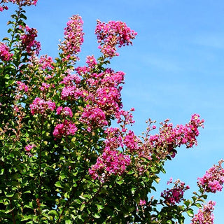 Chinesische Kräuselmyrte (Lagerstroemia indica)