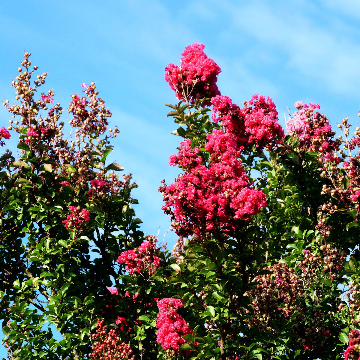 Chinesische Kräuselmyrte 'Matie Red' (Lagerstroemia indica)