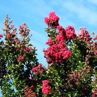 Chinesische Kräuselmyrte 'Matie Red' (Lagerstroemia indica)