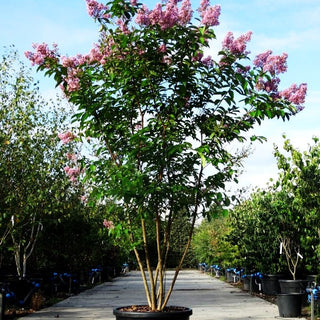 Chinesische Kräuselmyrte 'Muskogee' (Lagerstroemia indica)
