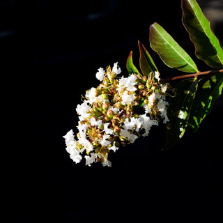 Chinesische Kräuselmyrte 'Natchez' (Lagerstroemia indica)