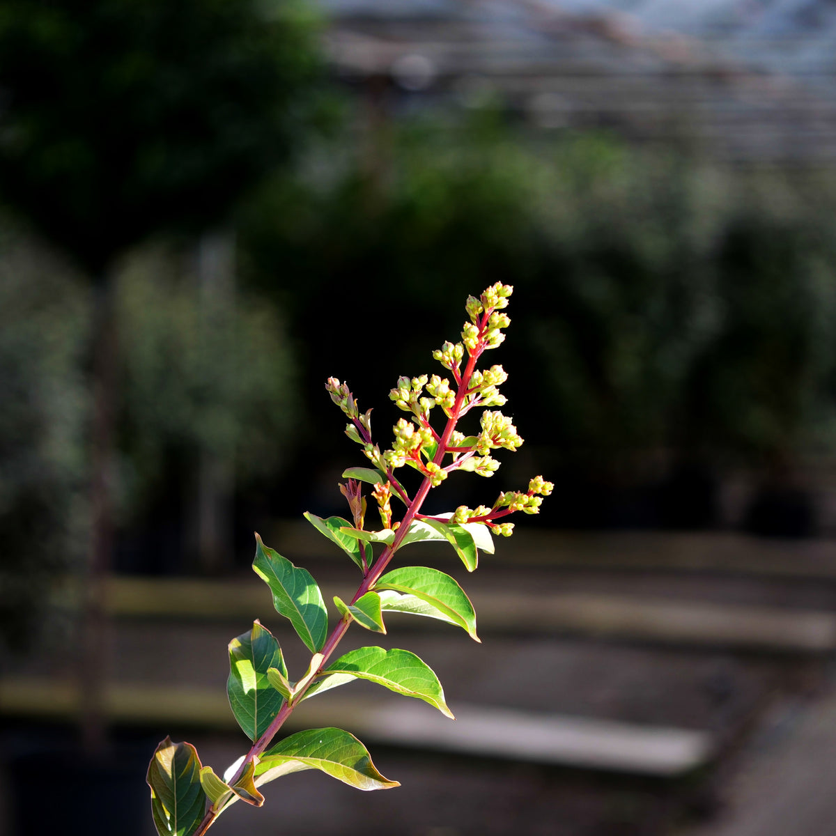 Chinesische Kräuselmyrte 'Natchez' (Lagerstroemia indica)