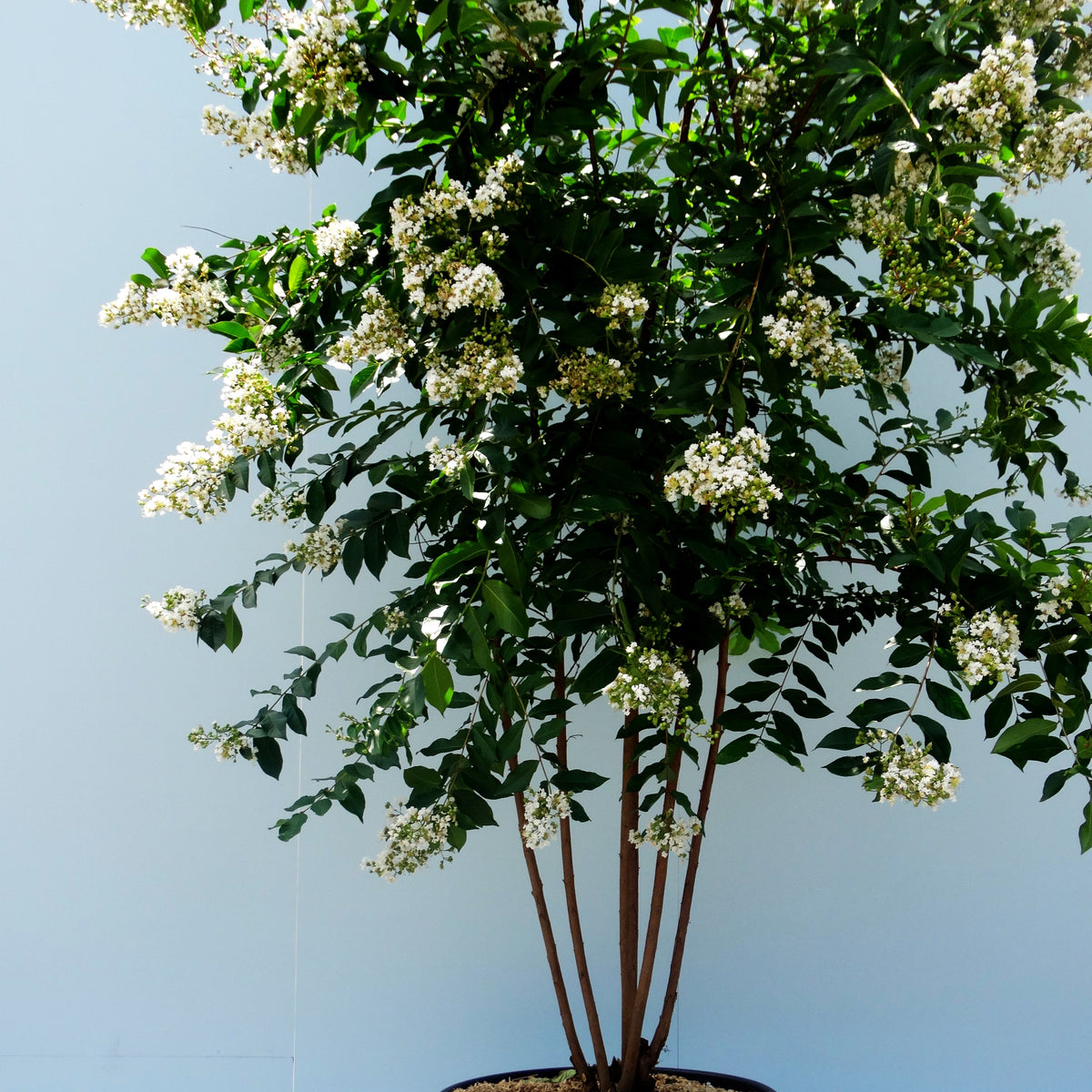 Chinesische Kräuselmyrte 'Natchez' (Lagerstroemia indica)