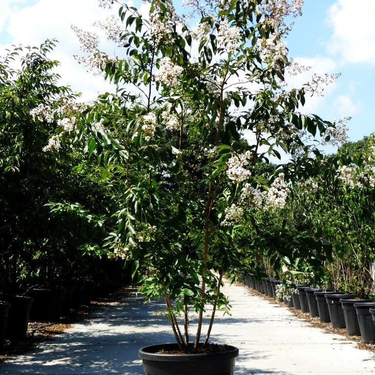 Chinesische Kräuselmyrte 'Natchez' (Lagerstroemia indica)