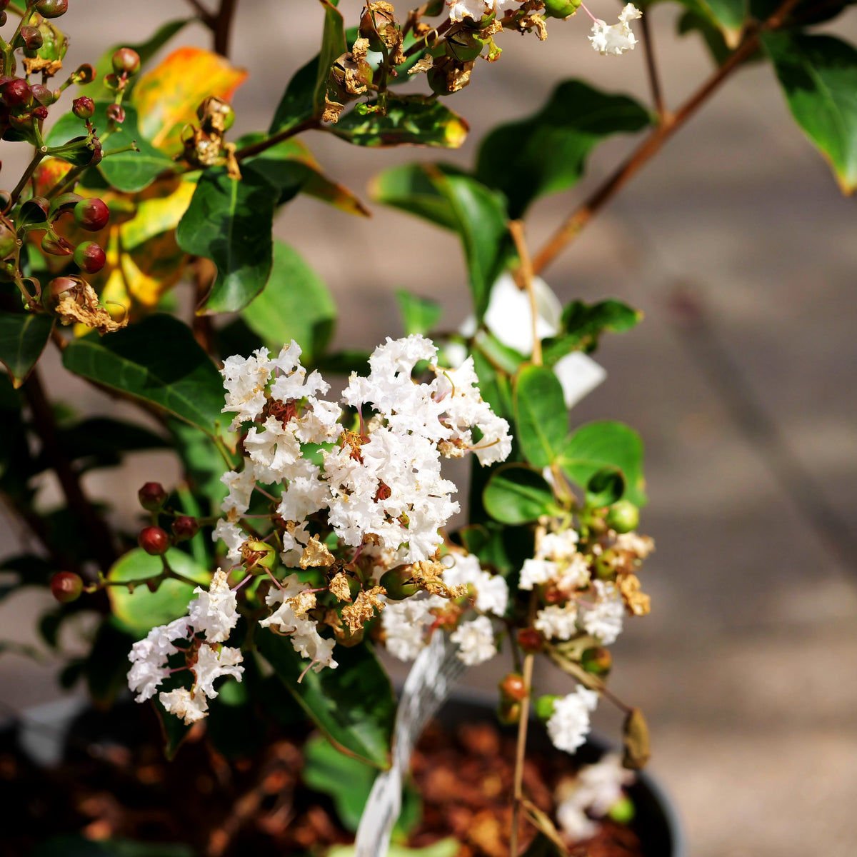 Chinesische Kräuselmyrte 'Nivea' (Lagerstroemia indica)