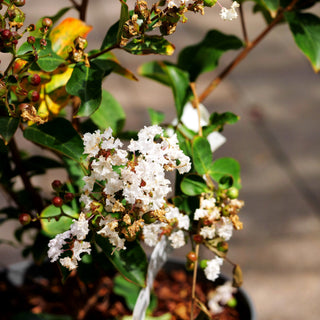 Chinesische Kräuselmyrte 'Nivea' (Lagerstroemia indica)