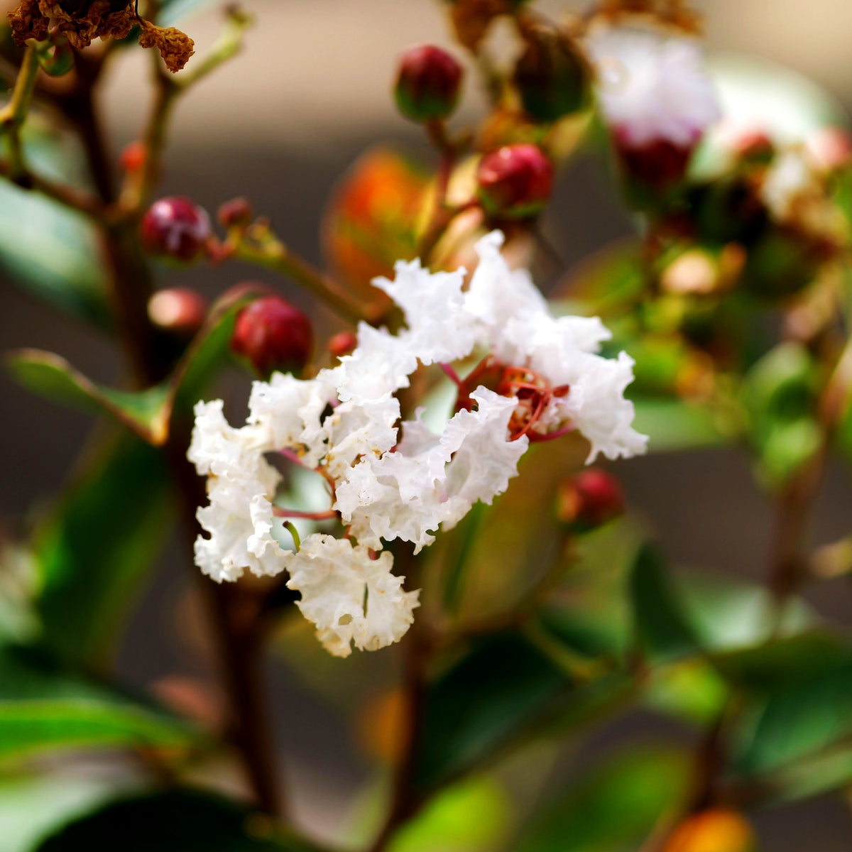Chinesische Kräuselmyrte 'Nivea' (Lagerstroemia indica)