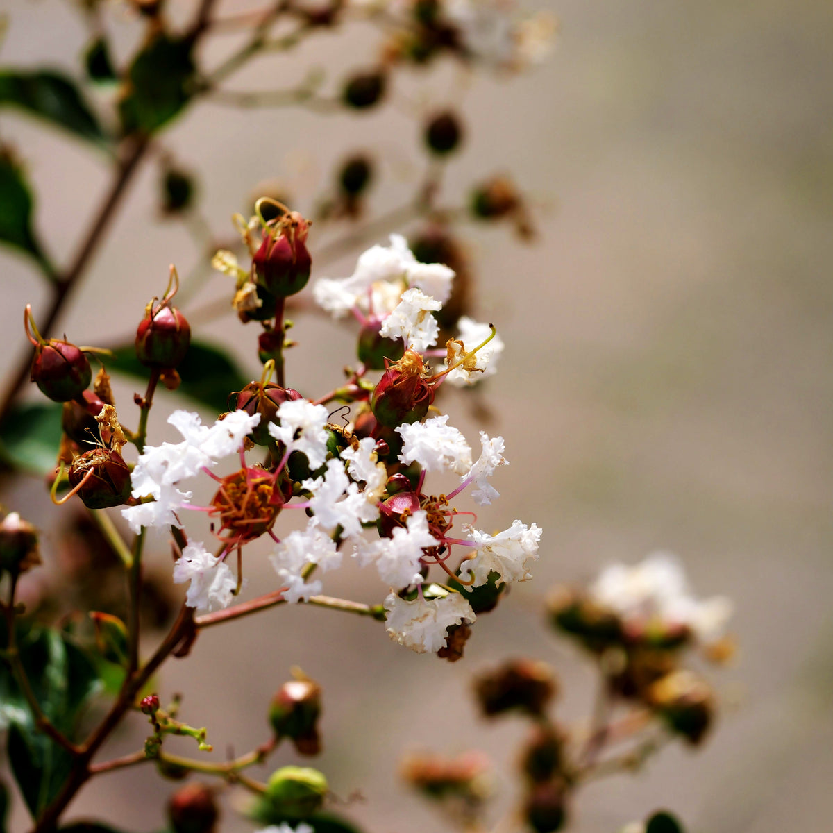Chinesische Kräuselmyrte 'Nivea' (Lagerstroemia indica)